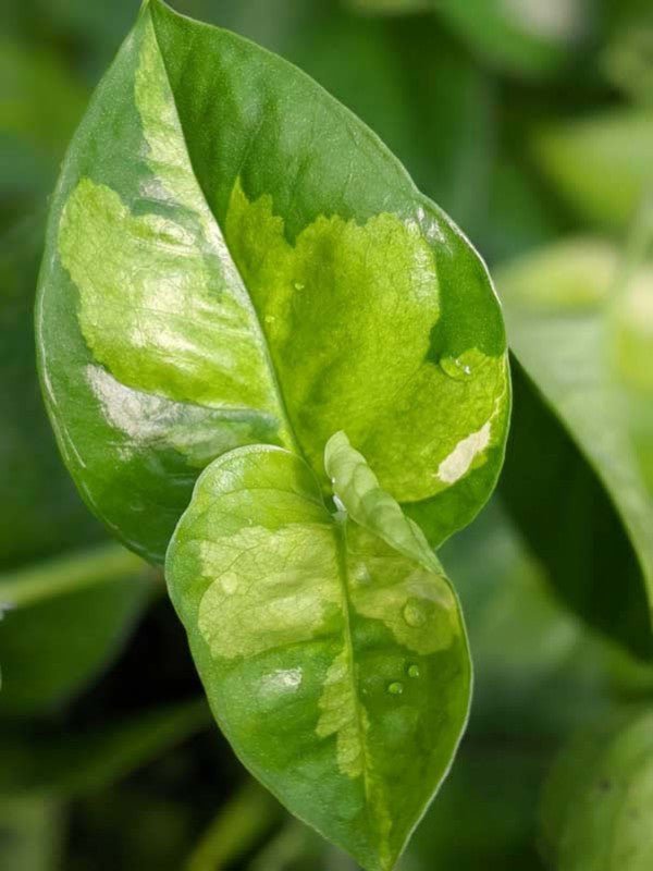 Epipremnum Global Green Complete Care Guide  plantandstories