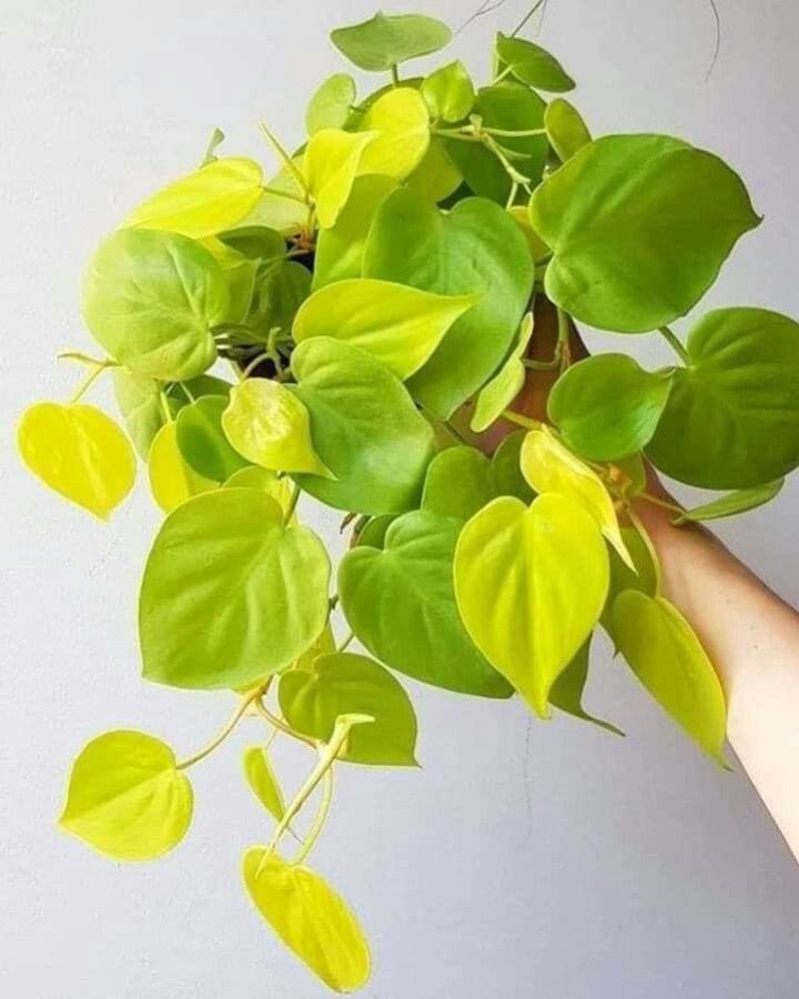 Epipremnum Neon Care: Practical Tips  plantandstories