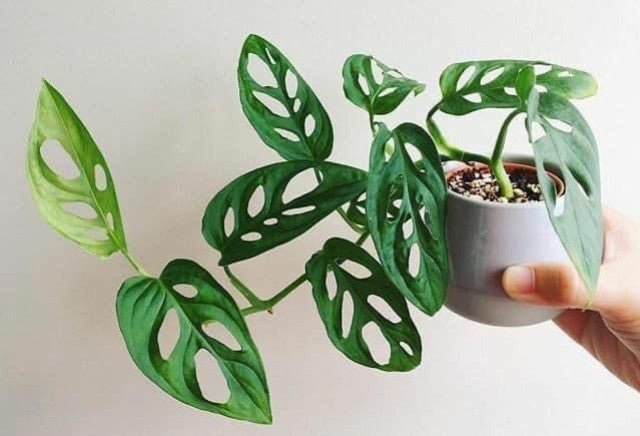 planting euonymus Golden Euonymus – Plant Detectives