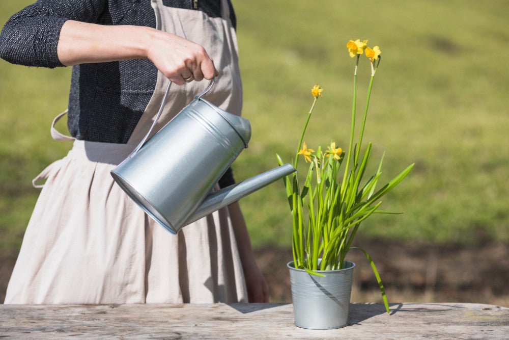 Watering Plants in Summer: Tips, Mistakes, and Best Practices   plantandstories