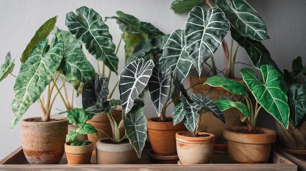 alocasia x amazonica Polly Elephant Ear: Alocasia - 6