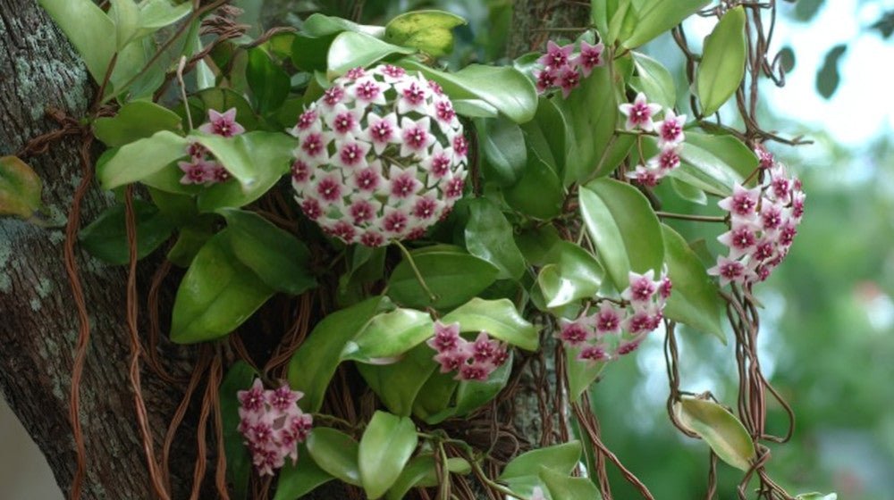 Hoya houseplant: a complete care guide  plantandstories