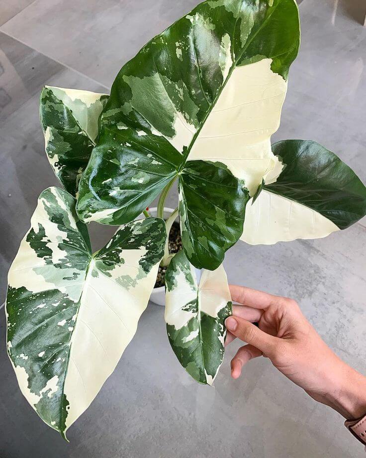 monstera deliciosa mint large form Monstera Deliciosa Mint Variegated (Large Form) *Grower's Choice* main image 1