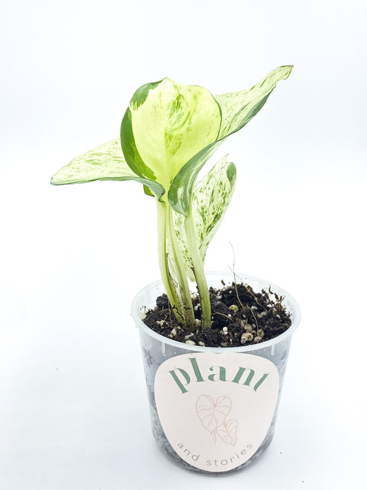 Jeune Epipremnum Manjula avec de grandes feuilles panachées vert clair et blanc crémeux dans un petit pot en plastique transparent