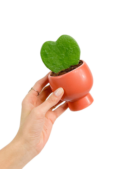 Feuille de Hoya Kerrii verte en forme de cœur, plantée dans un petit pot cylindrique orange clair et évasé