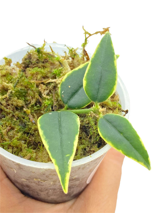Jeune bouture de Hoya Bella Variegata aux feuilles vertes bordées de jaune, dans un pot transparent avec de la mousse