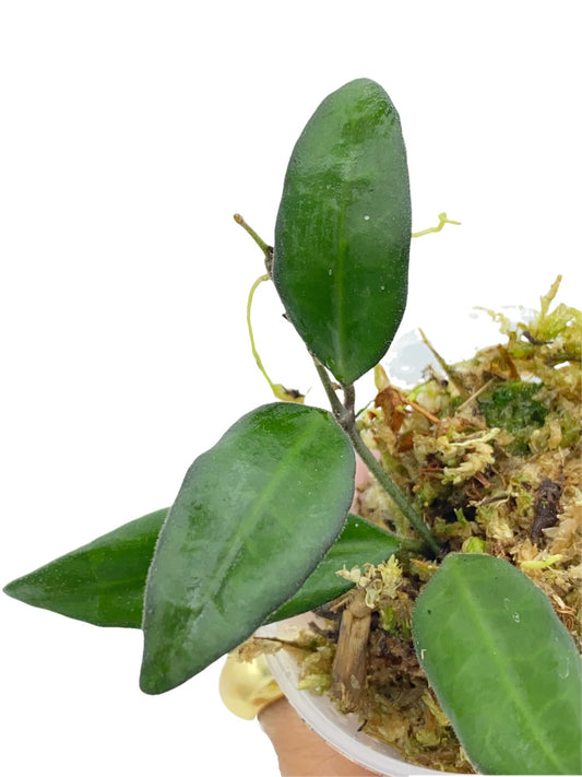 Hoya Rosita avec ses feuilles vert foncé et ses nouvelles pousses, cultivée dans un substrat de sphaigne