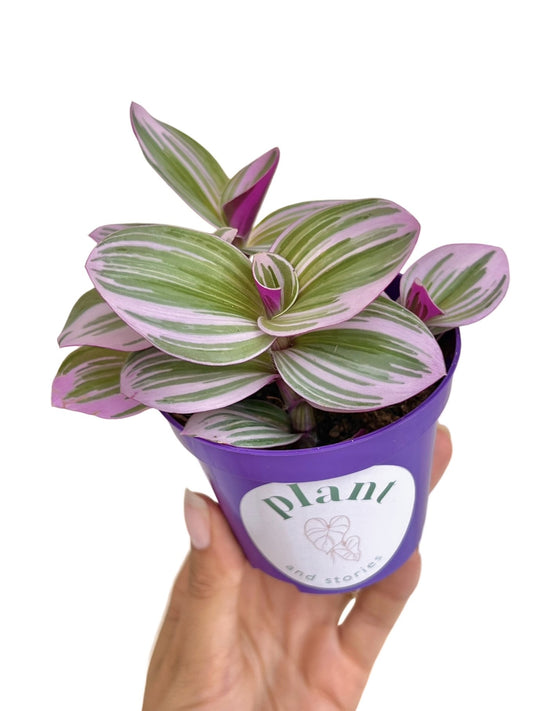 Tradescantia Nanouk