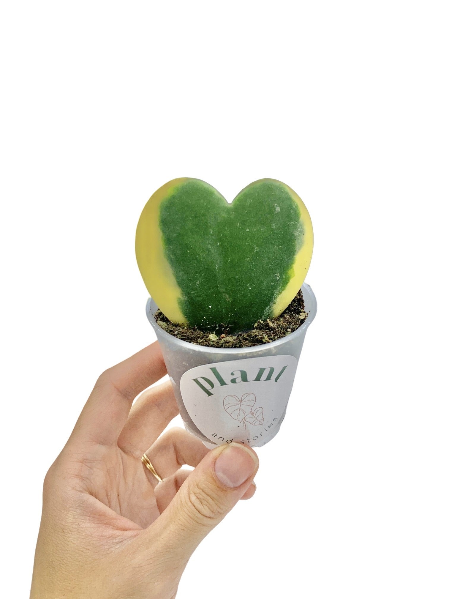 Hoya Kerrii Variegata Heart Plant Variegated Foliage – plantandstories