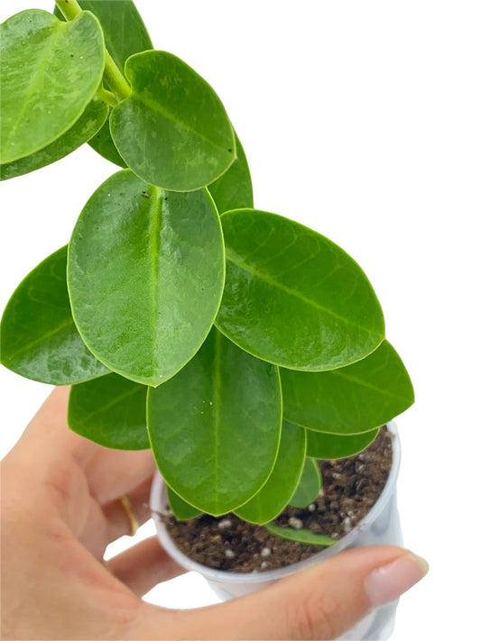 Une jeune bouture de Hoya Cumingiana dans un petit pot en plastique transparent avec ses feuilles rondes vert clair