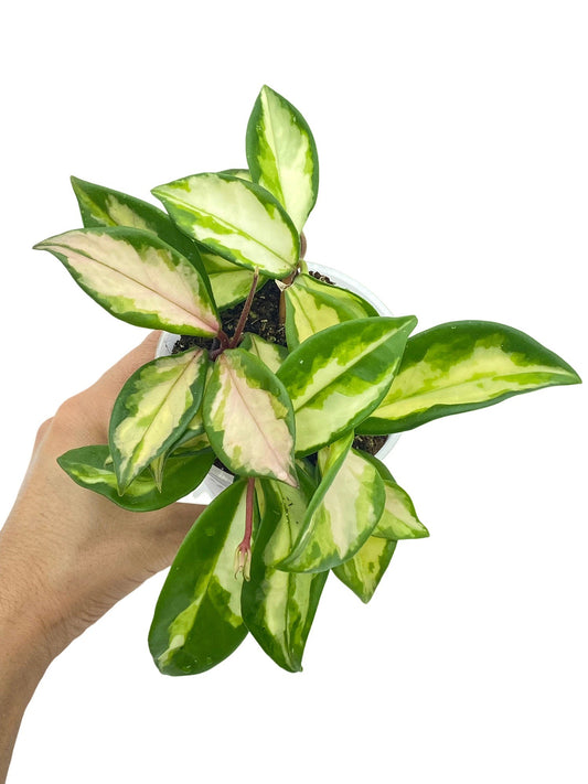 Superbe Hoya Carnosa Krimson princess aux feuilles ovales panachées de vert, de crème et de rose pâle dans un pot transparent