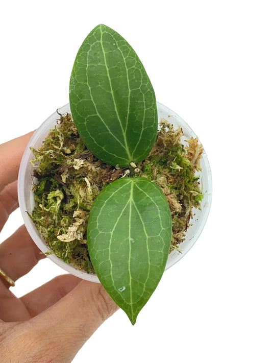 Hoya Fitchii