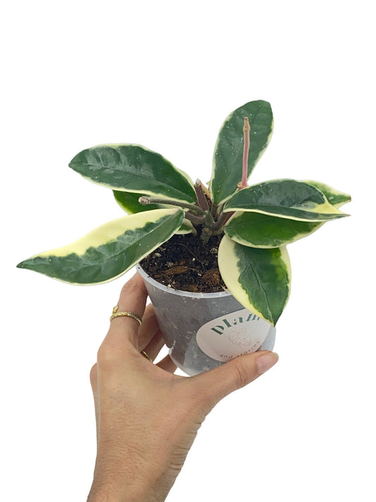 Hoya Carnosa Krimson Queen, une bouture aux feuilles vertes et blanches, dans un petit pot de culture transparent