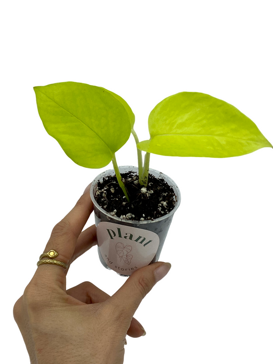 Jeune plant d'Epipremnum Néon aux feuilles vert citron vif, enraciné dans un petit pot de culture transparent