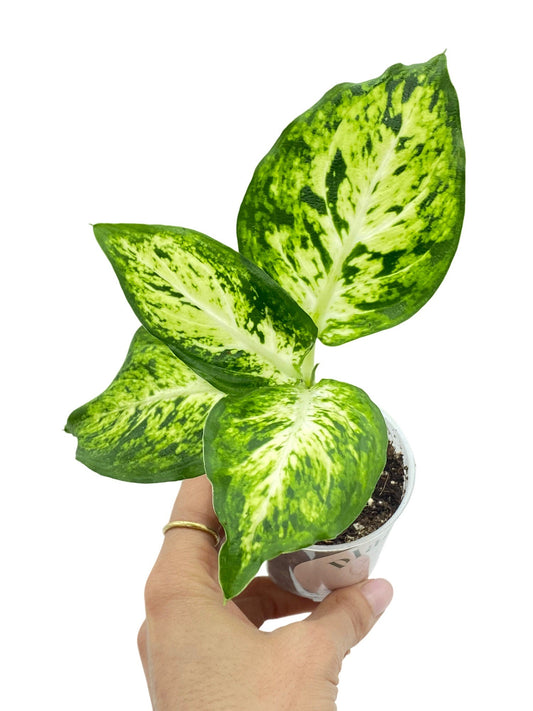 Dieffenbachia Mars aux feuilles panachées vert et crème dans son pot de culture en plastique transparent