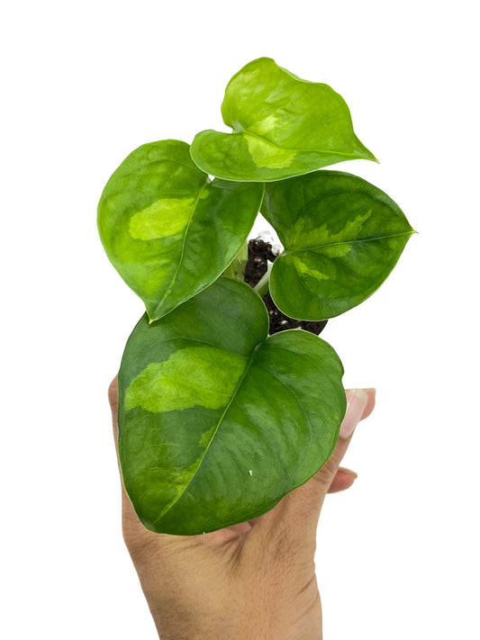 Epipremnum Global Green aux feuilles panachées de vert clair et foncé, en pot de culture sur fond blanc