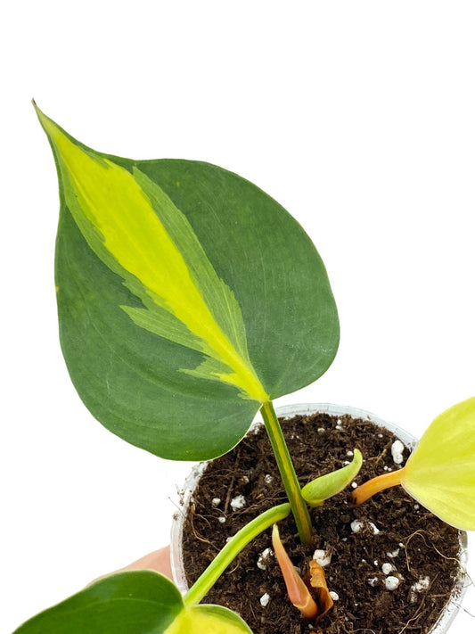 Jeune plante Philodendron Brasil aux feuilles vertes et jaune vif dans son pot de terreau sur fond blanc