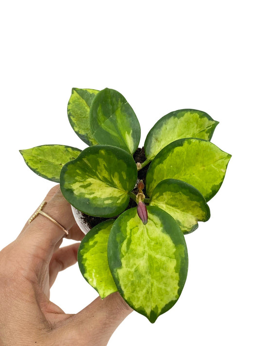 Hoya Australis Lisa aux feuilles vertes et jaunes brillantes, cultivée dans un petit pot transparent