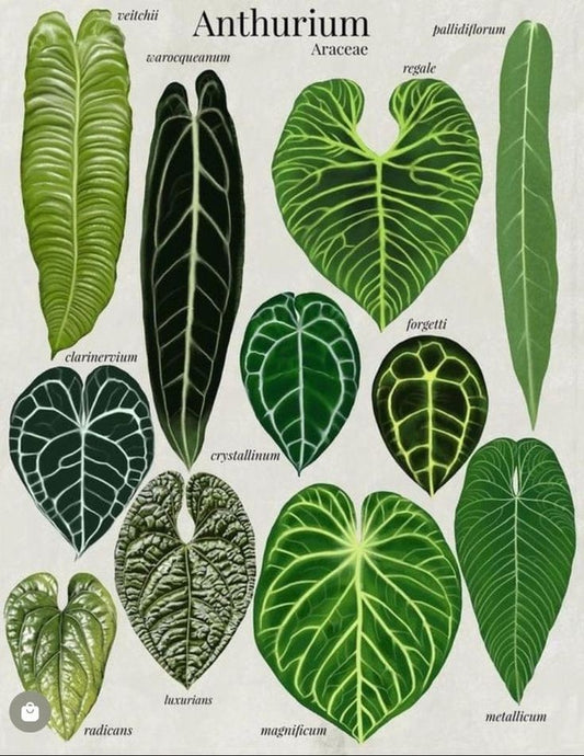 Terreau Anthurium Premium - Enrichi en Mycorhize et Bacillus - Fabriqué en France