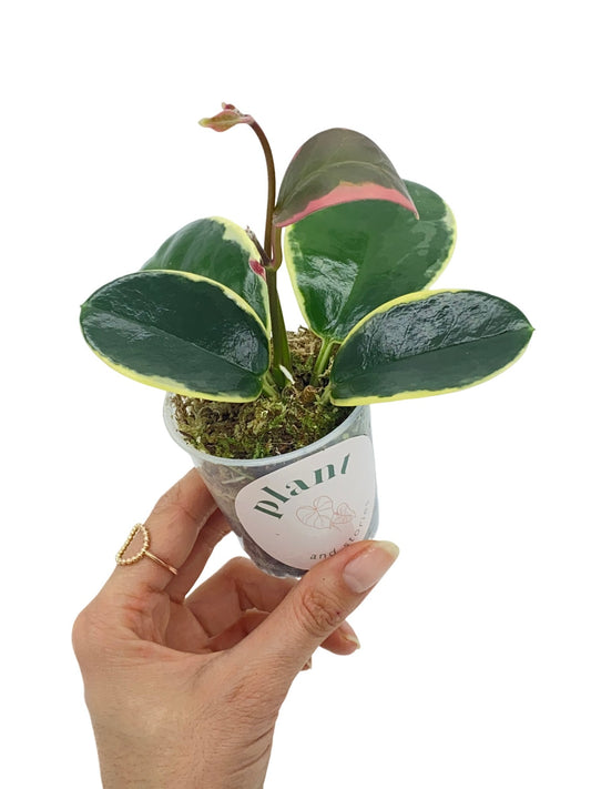 Plante verte Hoya Australis Blondie aux feuilles vernissées bordées de crème et jeune pousse rose en pot transparent