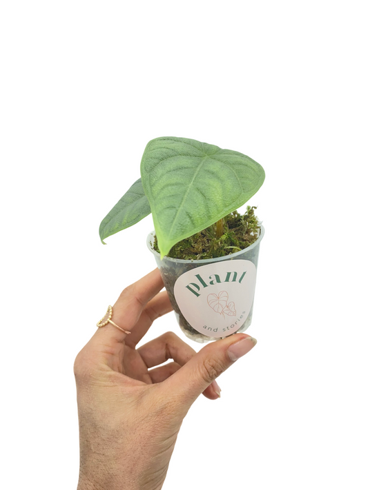 Jeune Alocasia Melo aux feuilles vertes épaisses et texturées dans un petit pot transparent rempli de mousse