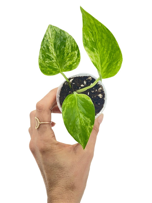 Epipremnum Marble Queen avec trois feuilles vertes panachées de blanc, dans un pot de culture transparent