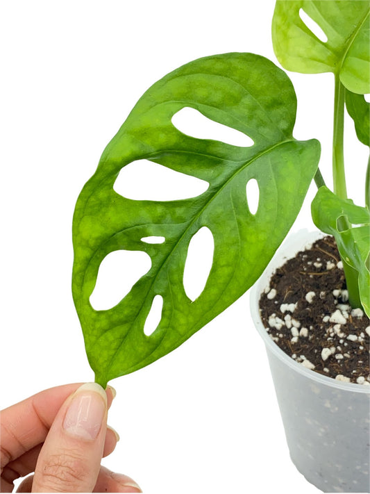 Monstera Adansonii