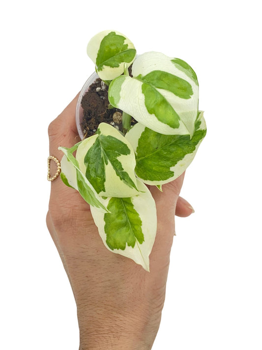 Jeune Epipremnum N'Joy aux feuilles panachées de vert vif et de blanc crème, dans un petit pot transparent