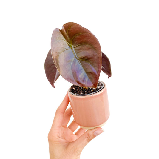 Alocasia Cuprea Red Secret aux feuilles brillantes bordeaux, plantée dans un pot rond en céramique rose