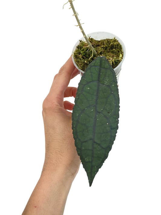 La jeune pousse d'Hoya Clemensiorum présente une grande feuille ovale vert foncé avec des nervures marquées dans son pot transparent