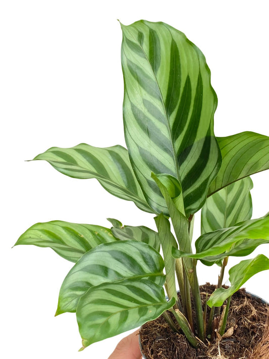 Calathea Freddie avec de longues feuilles vertes claires et foncées aux motifs lignés dans un pot simple