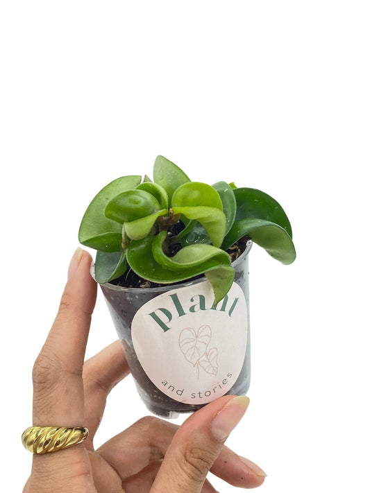Hoya Carnosa Compacta aux feuilles vert clair épaisses et frisées, présentée dans un petit pot de culture