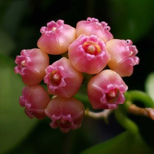 Gros plan sur une grappe de fleurs de Hoya Heuschkeliana variegata rose pâle et corolles évasées