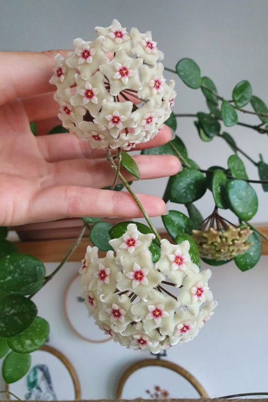 Deux grappes de fleurs de Hoya Mathilde Splash aux pétales blancs duveteux et aux cœurs roses en étoile