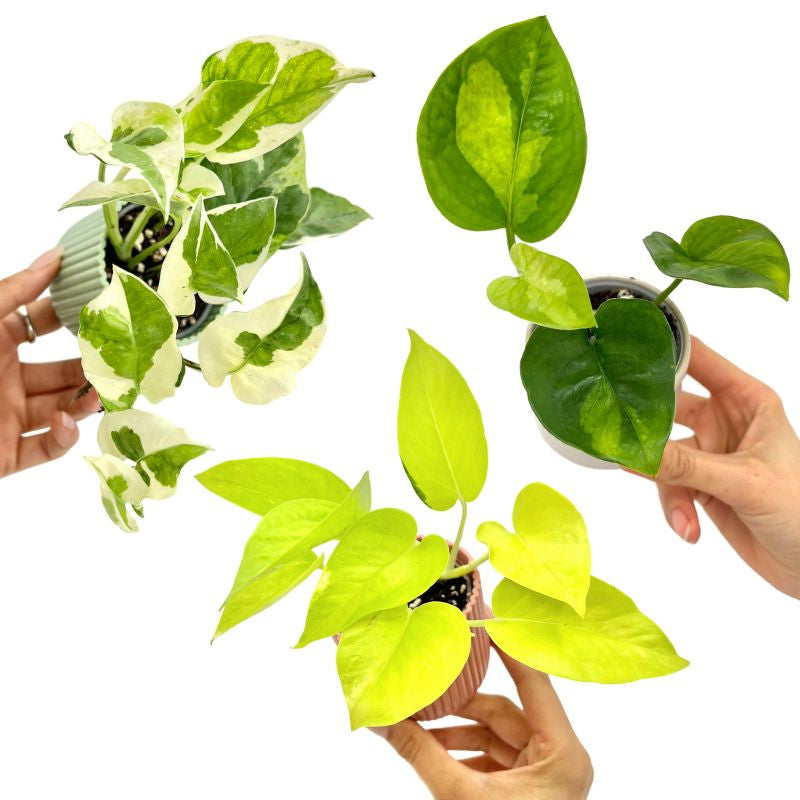 global green pothos light Trio Pothos Global Green Neon N'Joy French Production – plantandstories