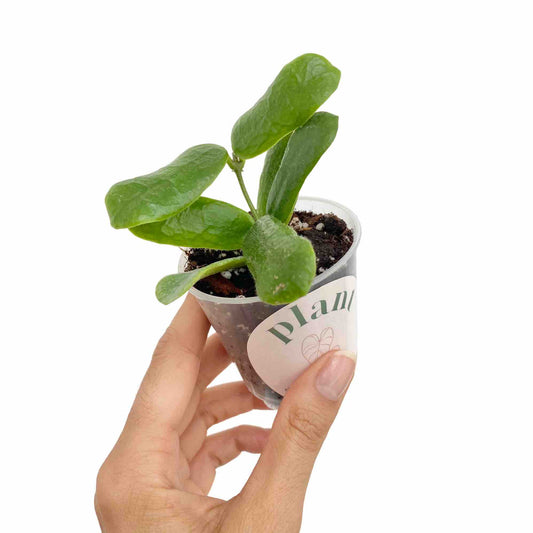 Jeune plante Hoya Rotundiflora aux feuilles vertes et charnues, enracinée dans un pot de culture transparent