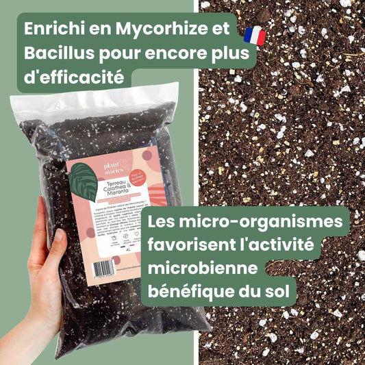 Premium Calathea & Maranta Potting Soil - Enriched with Mycorrhizae and Bacillus - Made in France