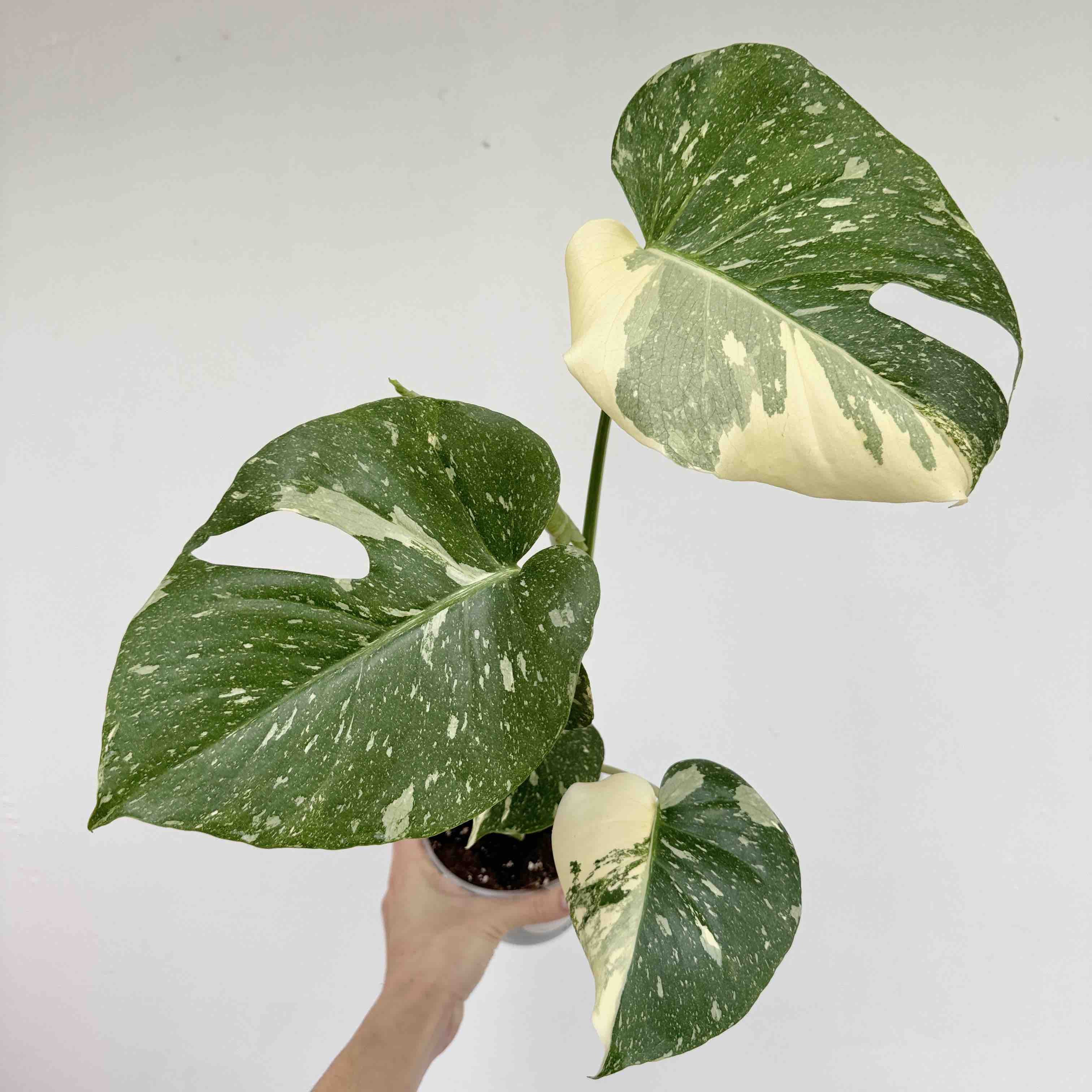Monstera Thai Constellation Exceptional Marbled Plant – plantandstories