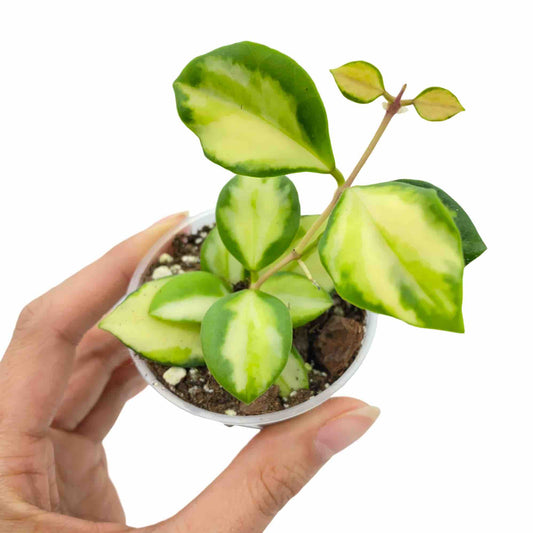 Jeune Hoya Heuschkeliana variegata avec feuillage panaché de vert clair et de crème dans un petit pot rond