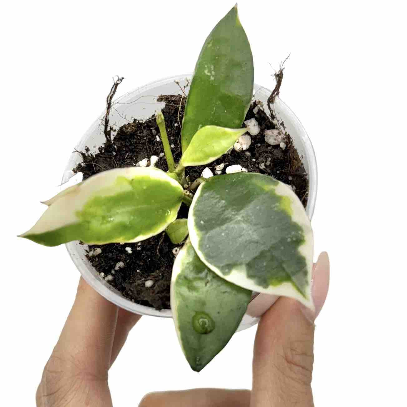 Hoya Lacunosa Albomarginata 'Asami' – plantandstories