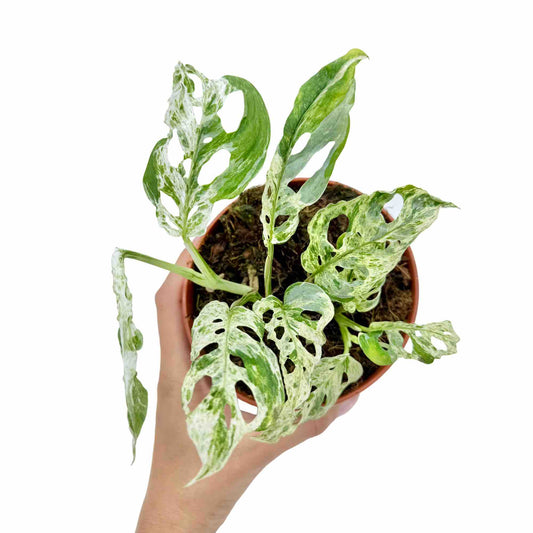 Plante Monstera Frozen Freckles aux feuilles trouées et panachées de vert et blanc dans son pot de culture marron