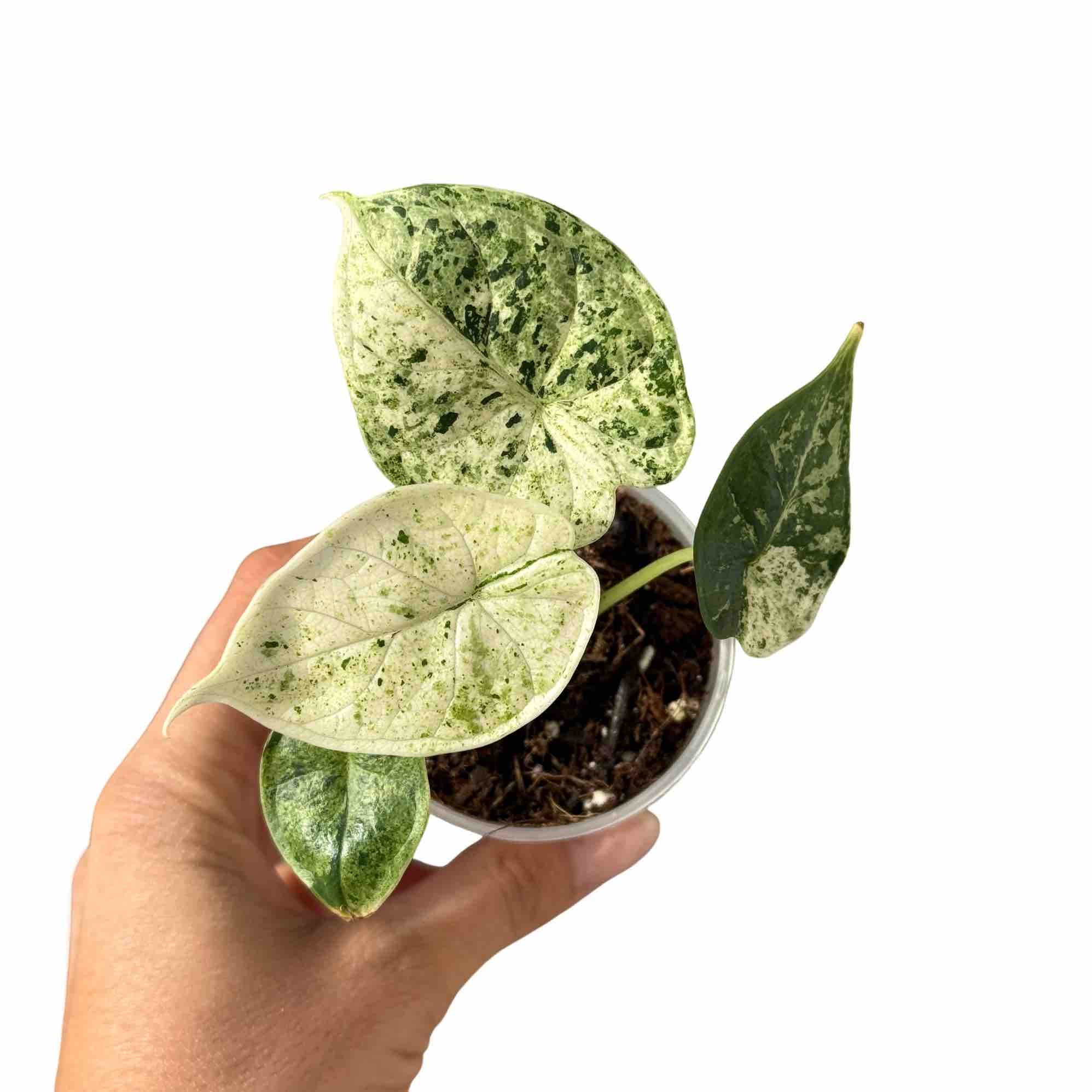 その他観葉植物 Alocasia Dragon Scale Marble Variegated Alocasia Dragon Scale Marble Mint Ribbed Variegated – plantandstories