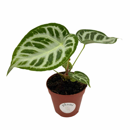 Anthurium Silver Blush avec de larges feuilles vertes aux nervures claires dans un petit pot en terre cuite