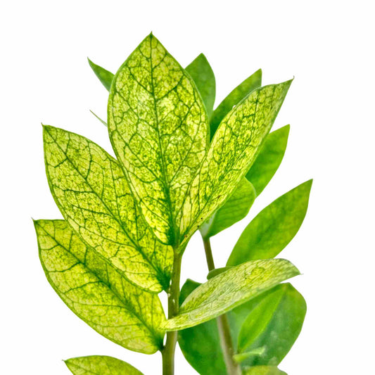 Un feuillage lumineux et panaché pour le Zamioculcas Zamiifolia Chameleon, avec de belles nervures apparentes