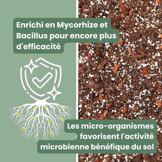 Terreau Hoya Premium - Enrichi en Mycorhize et Bacillus - Fabriqué en France