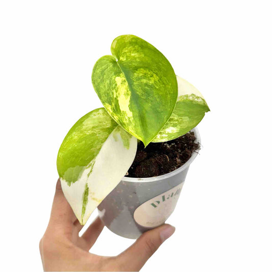 Un Scindapsus Jade Satin Variegata Aurea avec de grandes feuilles panachées vertes, jaunes et blanches, dans un petit pot en plastique gris