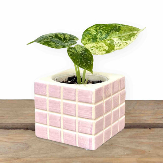 Cache-pot Pixel en céramique rose pastel, de forme carrée avec une petite plante aux feuilles vertes et blanches