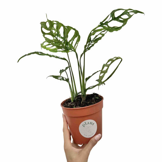 Magnifique Monstera Obliqua Peru dans un pot en terre cuite marron avec son feuillage vert finement dentelé