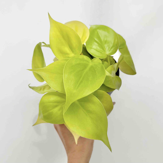Philodendron Scandens Lemon Lime avec un feuillage lumineux vert anis en forme de cœur dans un pot de culture