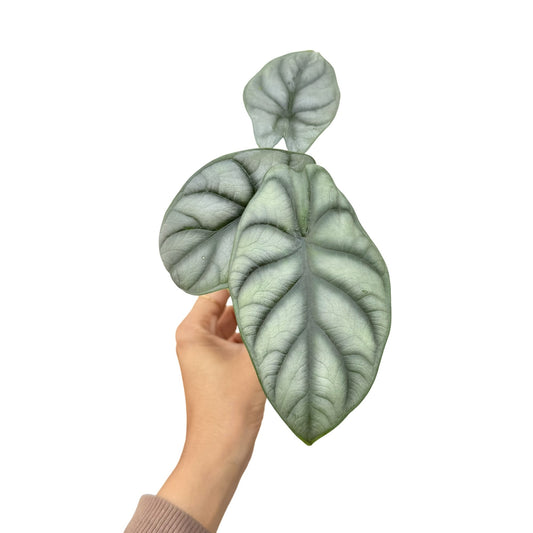 Plante Alocasia Silver Dragon avec trois feuilles gaufrées gris-vert aux nervures sombres sur fond blanc